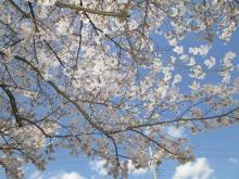 満開の桜