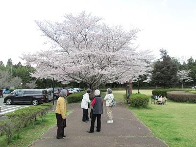 桜満開????