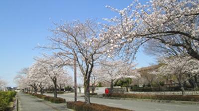 桜並木