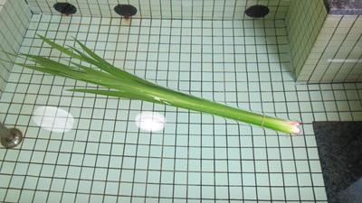 菖蒲湯